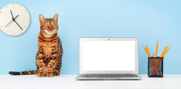istock Workspace with laptop computer, cat and office supplies 1298529621