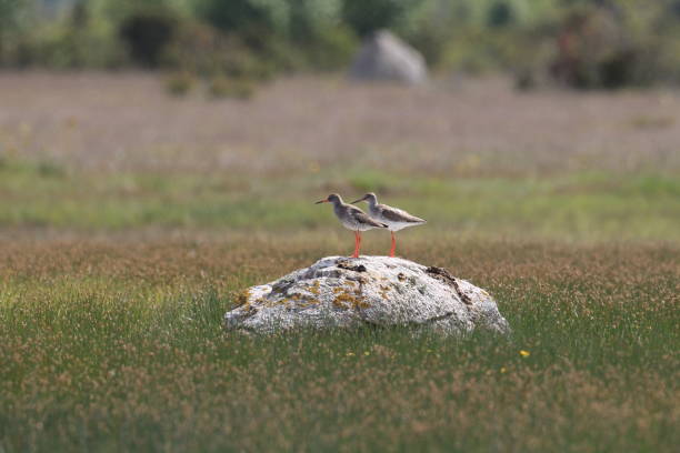 istock common redshank or simply redshank (Tringa totanus) Sweden 1298530514