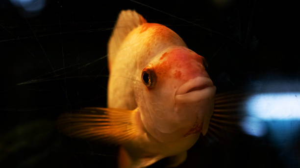 istock Yellow fish in dark water close up 1298534086