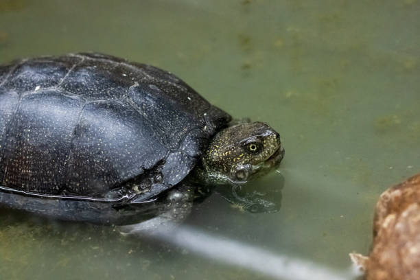 istock Black turtle in aquarium in water closeup 1298534796