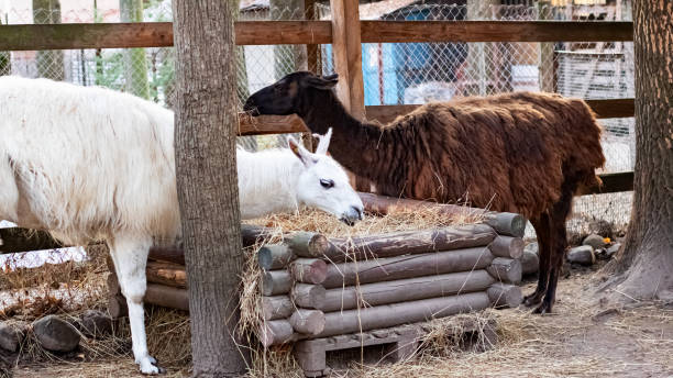 istock White and brown llamas eat in a cage 1298535081