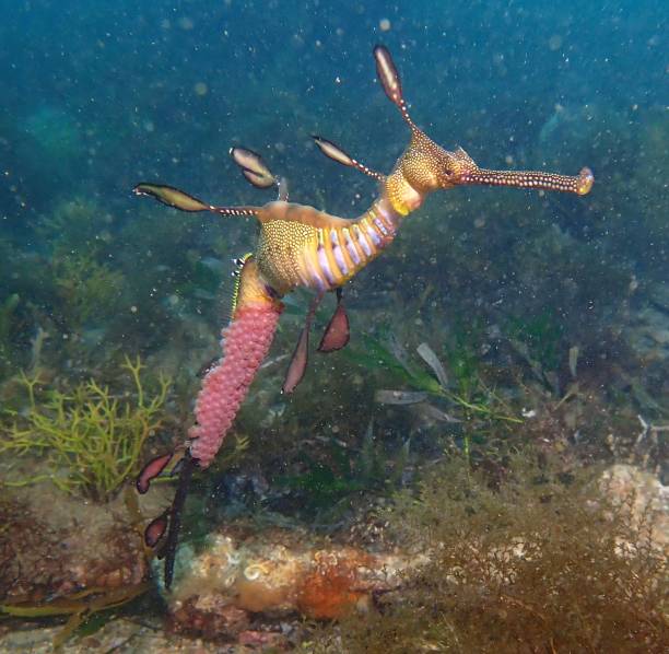 Weedy seadragon with eggs Pregnant weedy seadragon drifts above ocean floor seadragons photos stock pictures, royalty-free photos & images