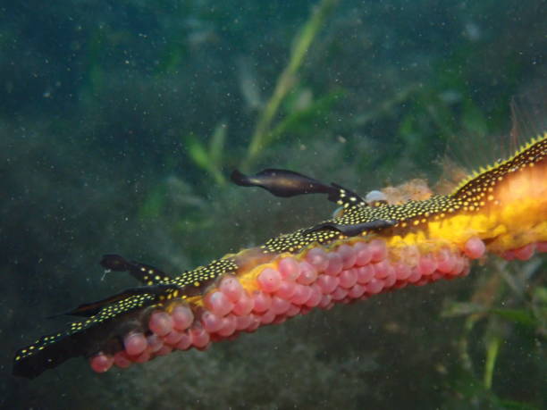 istock Weedy sea dragon eggs 1298535819