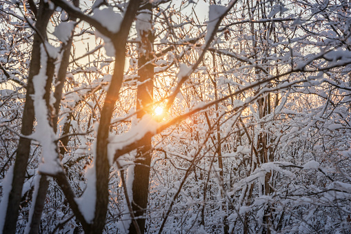 Sunbeams through trees loaded with snow