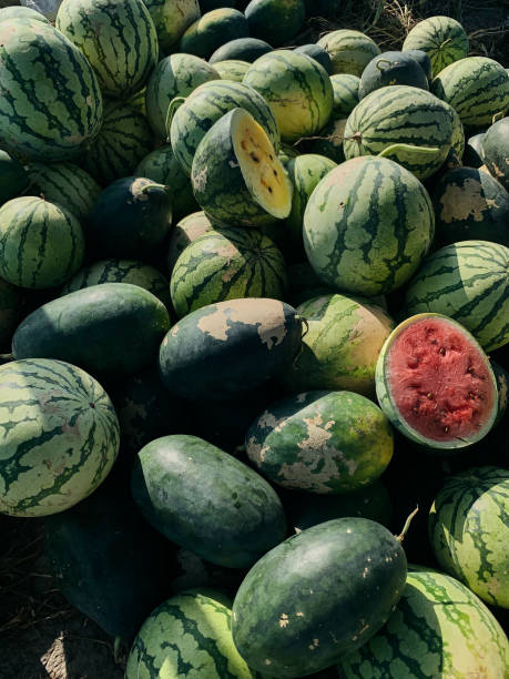 istock Group of fresh watermelons 1298536405
