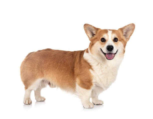 istock young Pembroke Welsh Corgi 1298539375