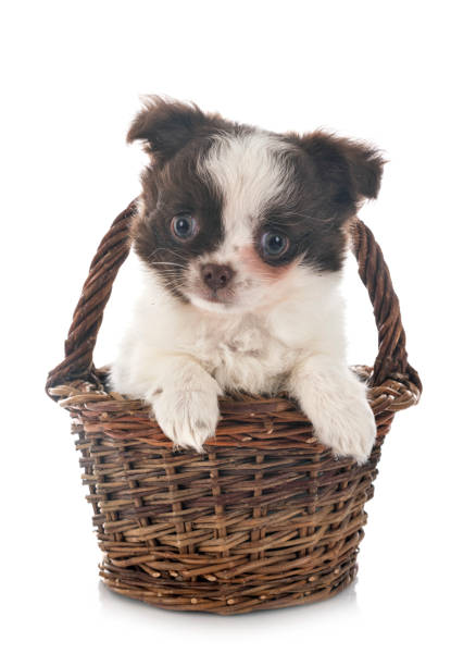 istock little chihuahua 1298539376