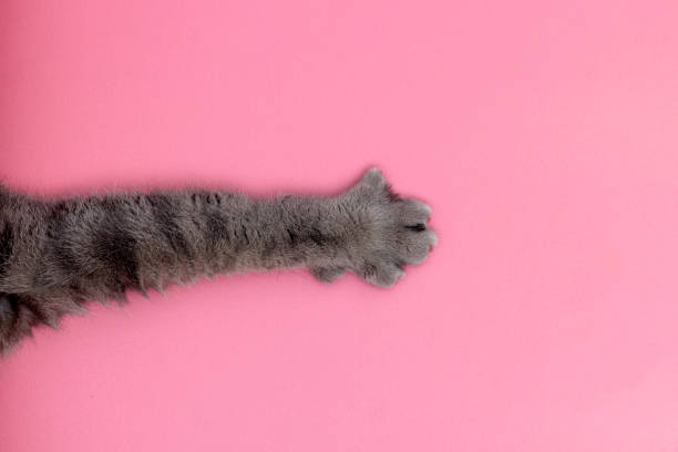 Cat paw on a pink