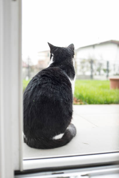 istock black cat outside the window 1298541838