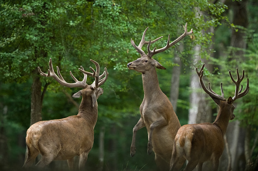 Red deer in the forest