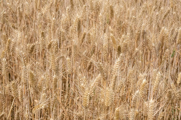 Dry wheat cobs during the summer