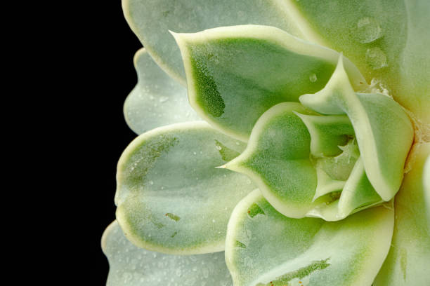 istock Small plant succulent on black background, macro 1298545964