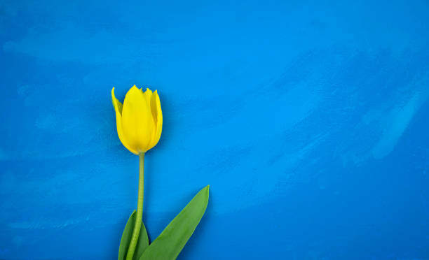 żółty tulipan płaski leżał na ręcznie robionym jasnym niebieskim oceanie grunge abstrakcyjne tło tekstury akrylowej. - spring nature life events arrangement zdjęcia i obrazy z banku zdjęć