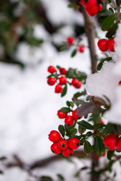 istock Scandinavian cotoneaster shrub on white snow background 1298546105