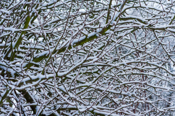 istock winter park with snow covered trees. Branches of trees brought by snow. Snowfall. branches of bushes are covered with snow. Winter 1298547242