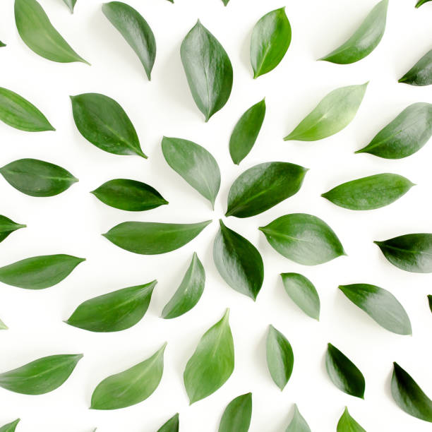 istock Pattern, texture with green leaves isolated on white background. lay flat, top view 1298547287