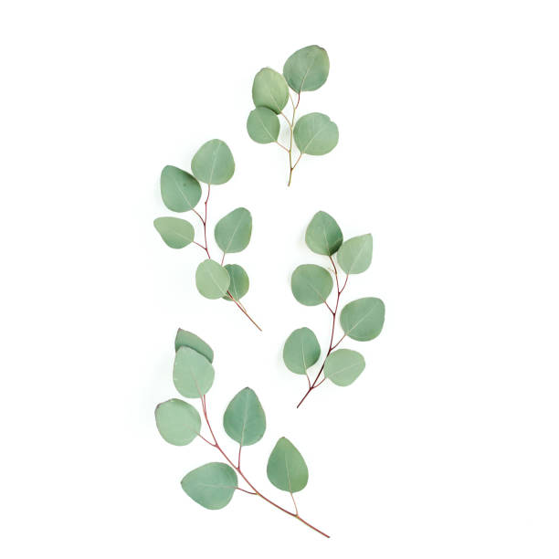 istock Green leaves eucalyptus isolated on white background 1298547366