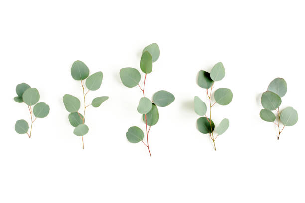 Green leaves eucalyptus isolated on white background