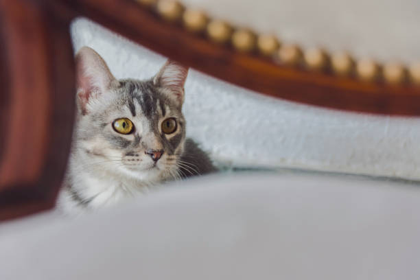istock Lovely little cat posing for the camera 1298548058