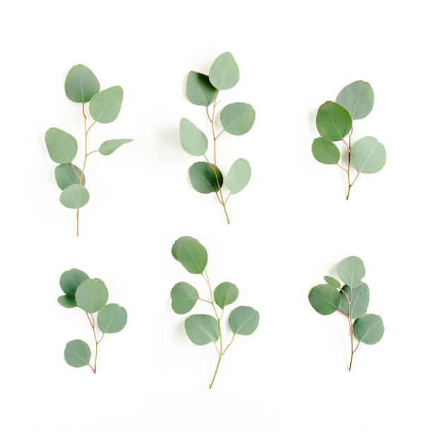 istock Green leaves eucalyptus isolated on white background 1298548207