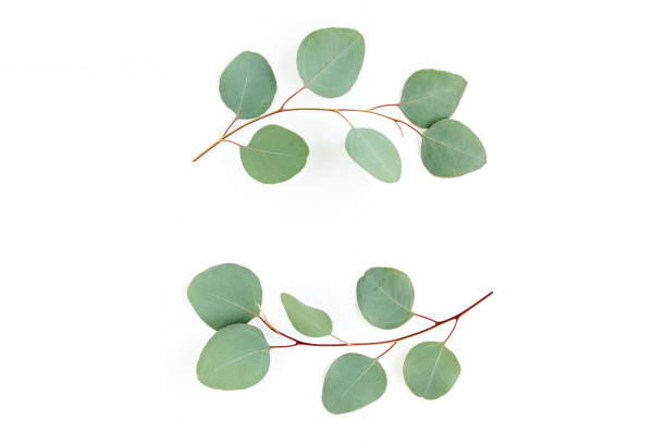 istock Wreath frame made of branches eucalyptus and leaves isolated on white background. lay flat, top view 1298548631