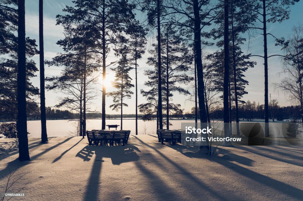 Pine forest by the lake on a sunny winter day Pine forest by the lake on a sunny winter day. Long shadows from trees on white snow. Latvia Picnic Table Stock Photo