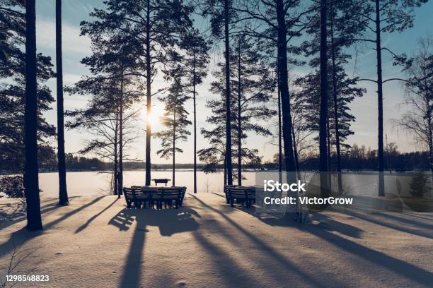 Pine Forest By The Lake On A Sunny Winter Day Stock Photo - Download Image Now - Picnic Table, Clear Sky, Transparent