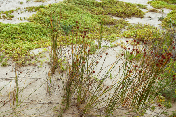 istock grasses and vegetation growing in sand dune 1298548825