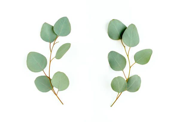 istock Wreath frame made of branches eucalyptus and leaves isolated on white background. lay flat, top view 1298548982