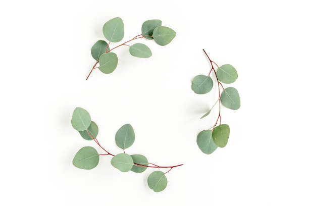 istock Wreath frame made of branches eucalyptus and leaves isolated on white background. lay flat, top view 1298550113