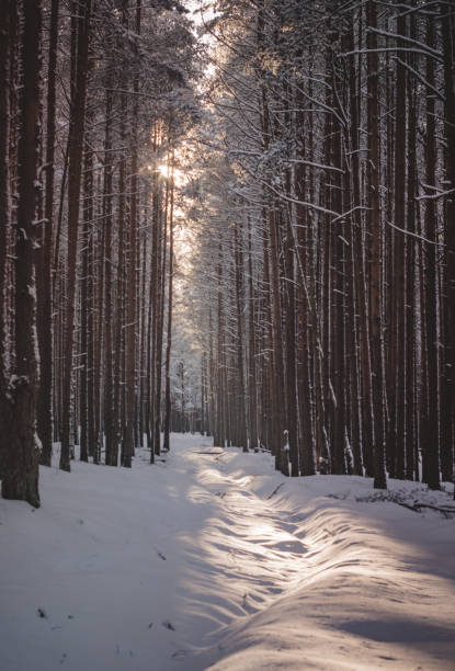 istock A path in a snow-covered forest. Winter forest after a snowfall. 1298550554