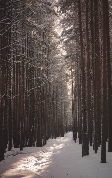 istock A path in a snow-covered forest. Winter forest after a snowfall. 1298550557