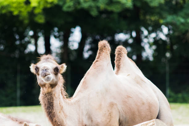 A dromedary with his two humps in wild life