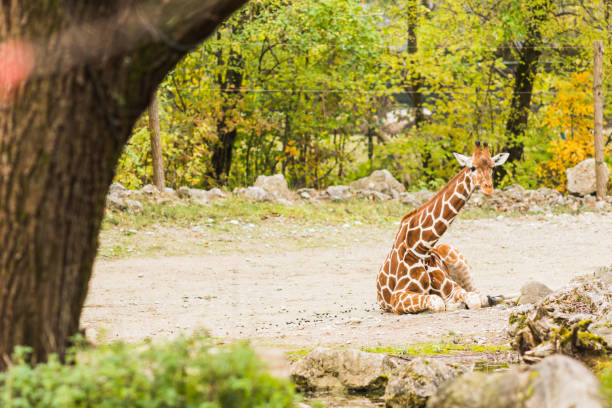 istock A giraffe in the outdoors during summer 1298550724