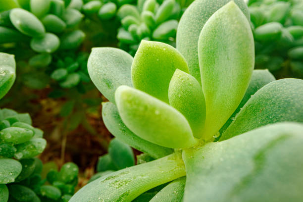 istock Background of succulent plant texture close up 1298551299