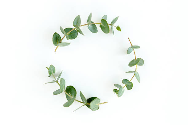 istock Wreath frame made of branches eucalyptus and leaves isolated on white background. lay flat, top view 1298552309