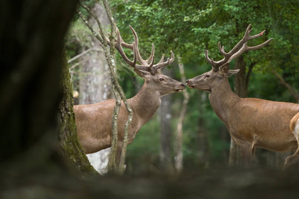 Deer Elaphe Two red deer in the forest face to face bugling photos stock pictures, royalty-free photos & images