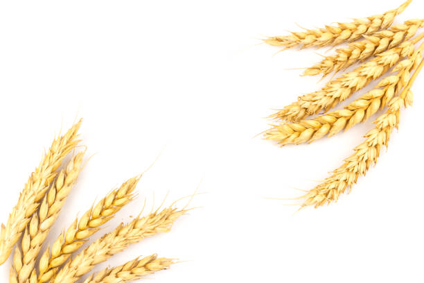 Ears of golden wheat in close- up on white background. Rich harvest Concept. Label art design