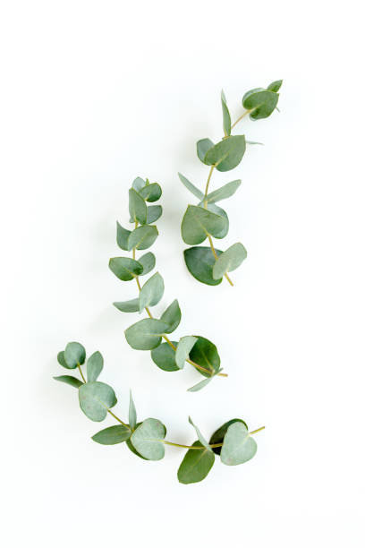 istock Green leaves eucalyptus isolated on white background 1298553554