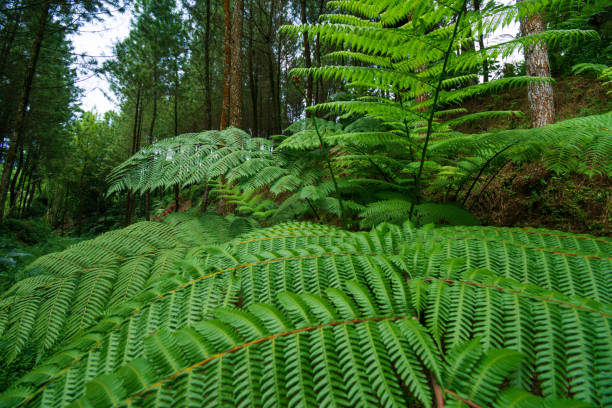 close up of a tree fern frond not fully opened