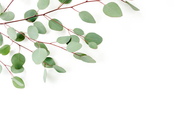 istock Green leaves eucalyptus isolated on white background 1298554832