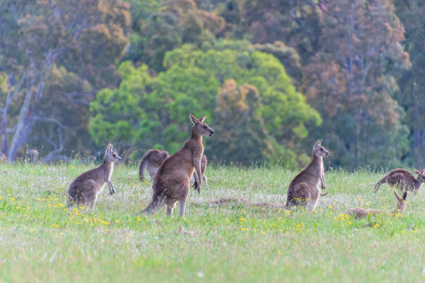 istock Eastern Grey Kangaroos in a paddock at twilight 1298555497