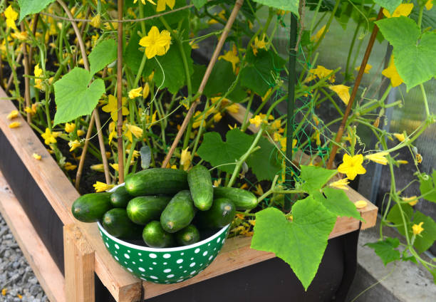Cucumber plants and harvest in greenhouse. stock photo