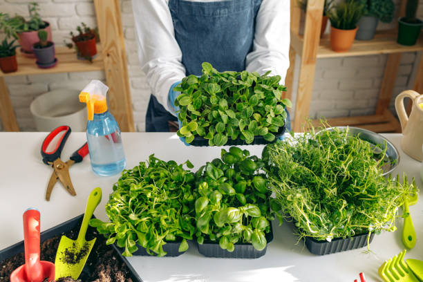 istock Unrecognizable gardener growing microgreens indoors close up 1298557543