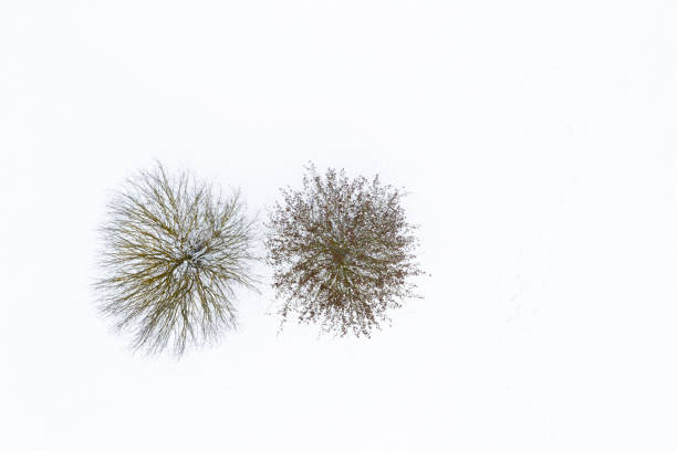 istock Two Winter Trees, Minimalist Top Aerial View 1298559004