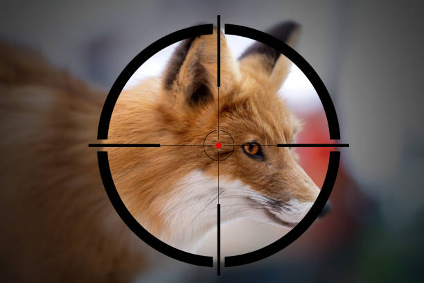 Polygonal geometric stylel red fox jumping. Hunting fox, side view.
