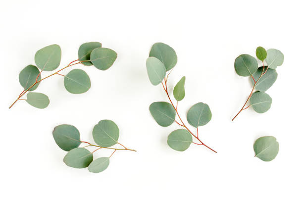 istock Green leaves eucalyptus isolated on white background 1298560864