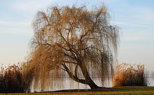 weeping willow lakefront of Mantua, Italy