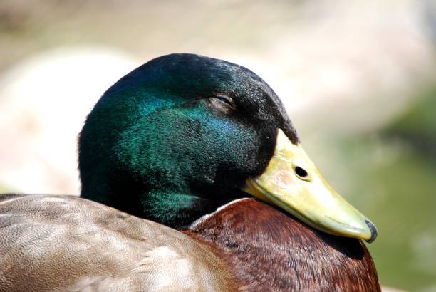 istock close-up of a duck 1298561803