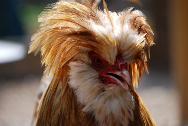 istock close-up of a rooster 1298561820